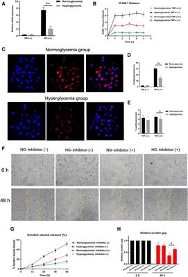 Corrigendum: Hyperglycemia decreases epithelial cell proliferation and attenuates neutrophil activity by reducing ICAM-1 and LFA-1 expression levels